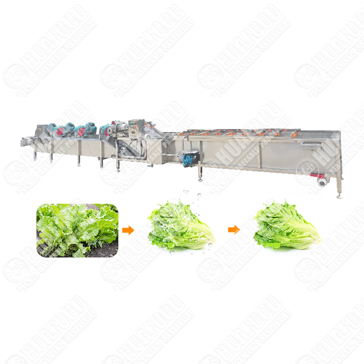 Leafy vegetable washing and drying line