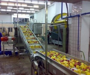 Automatic Apple Washer Dryer Machine Line|Fruit And Vegetables Cleaning Dry line