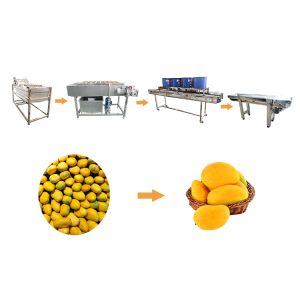 Mango washing and drying production line