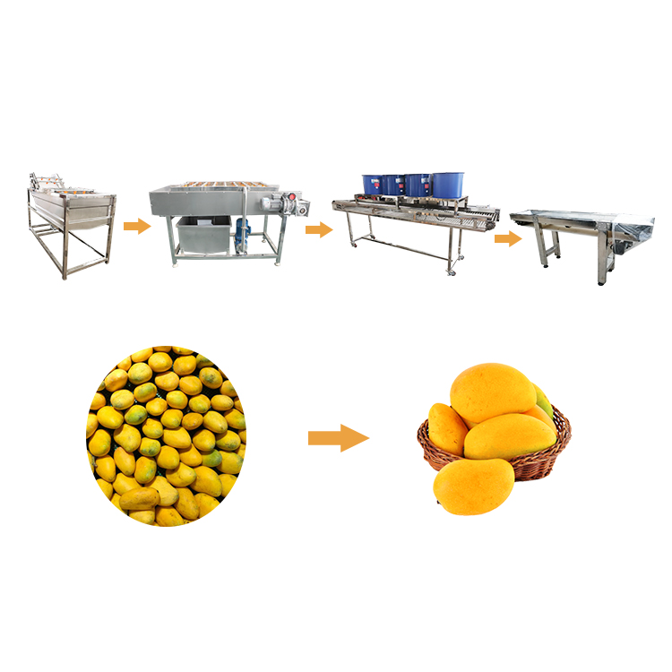 Linea di produzione di lavaggio ed asciugatura del mango