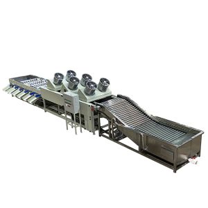 Fruit and citrus washing and sorting machine